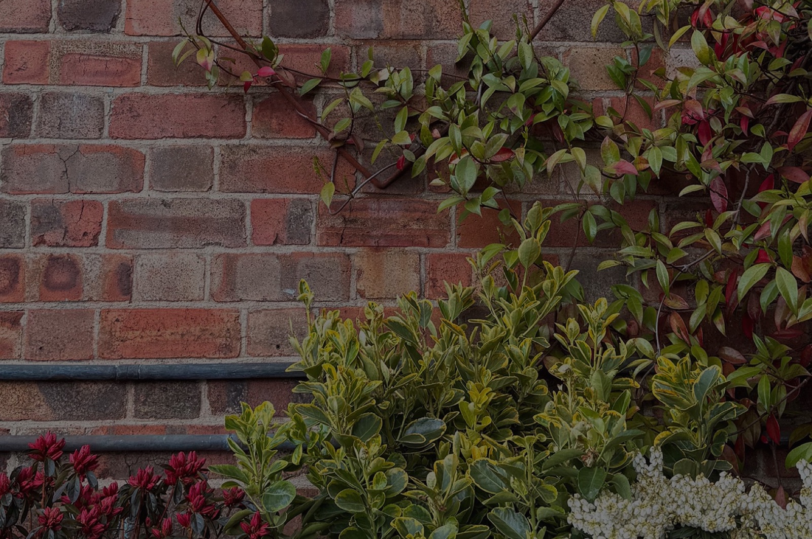 Climbing greenery against an old London brick wall